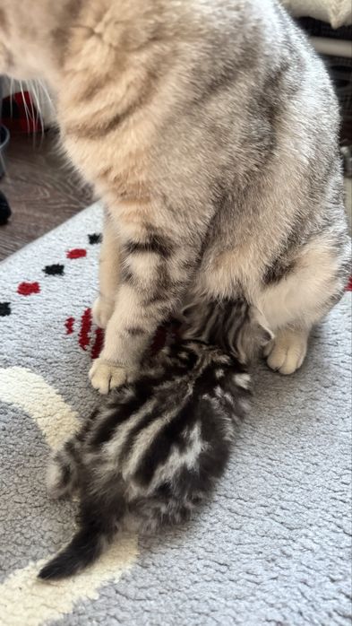 Шотландская кошечка (котенок)