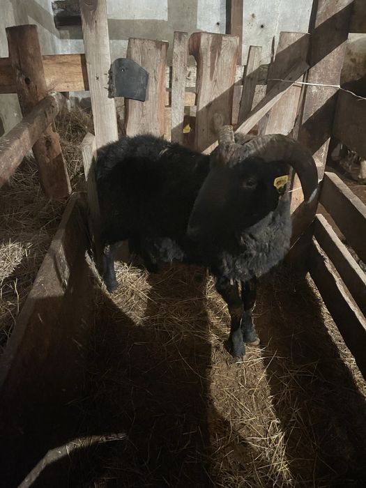 Қошкар саттылады