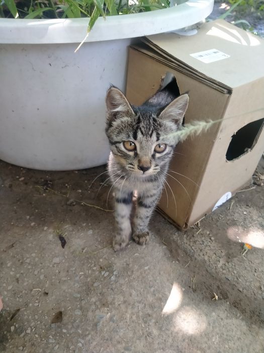 Котята в хорошие руки