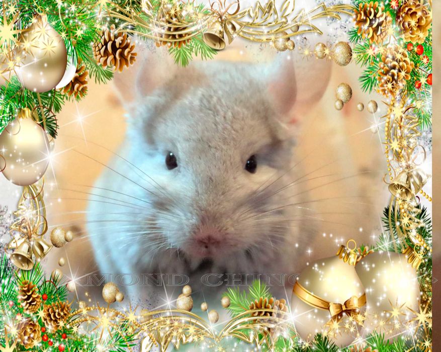 Шиншиллы(Diamond Chinchilla]