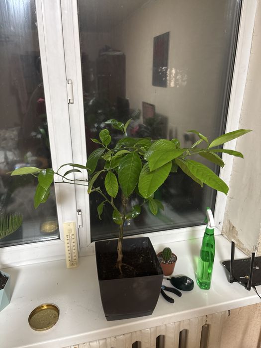 Продам димон в зорошие руки