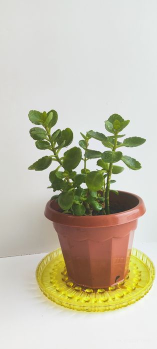 Продам каланхоэ декоративный