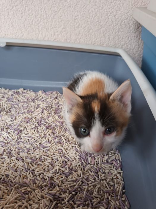 pui de pisica spre adoptie