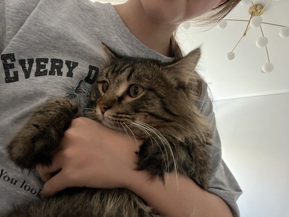 Потерялся кот,Алматы!