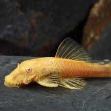 Pesti de Acvariu ; Tetra color