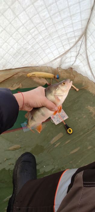 опарыш красный и белый