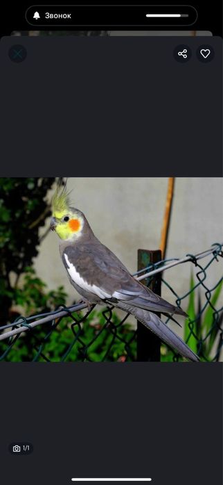 Продам Корелла попугай