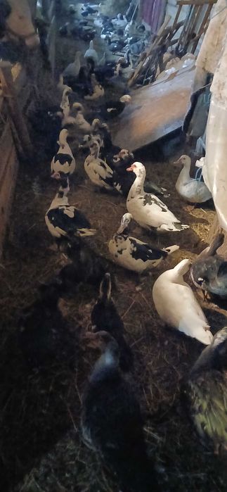 Rațe mute de vânzare, 70 lei bucata