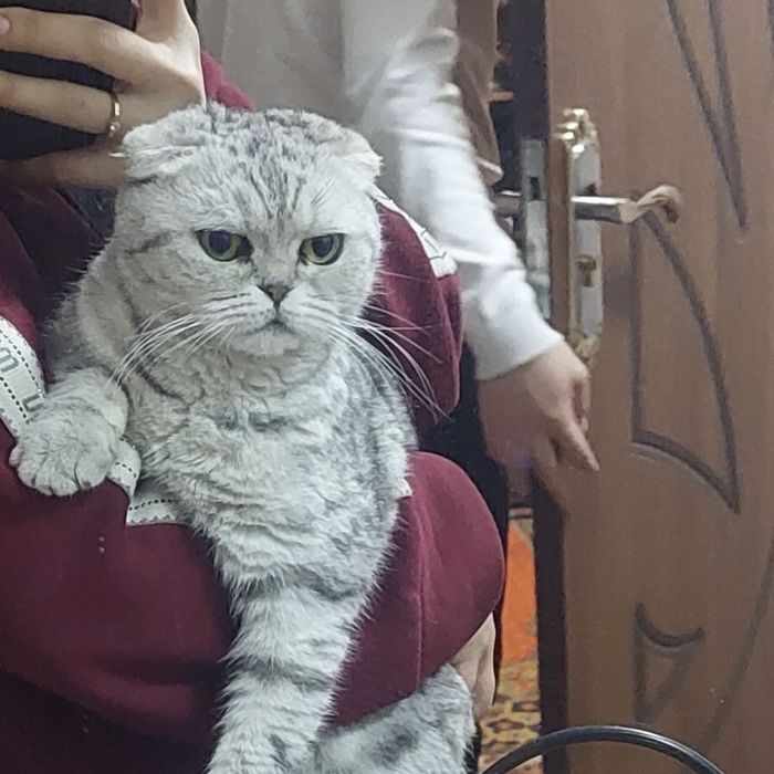Scottish Fold sotiladi