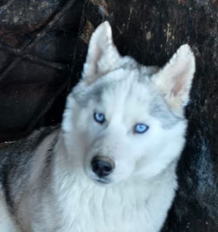 Щенки сибирской хаски.