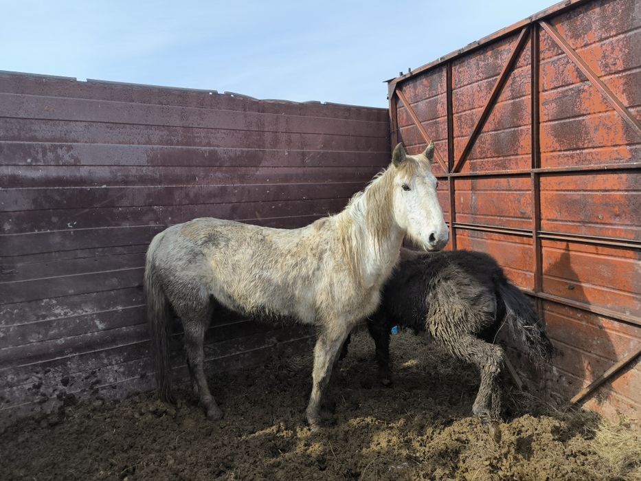 Әдемі көк бие сатылымда