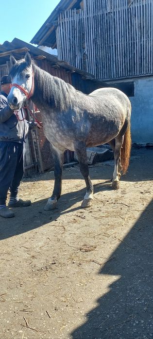 Iapa sura de vanzare și murga