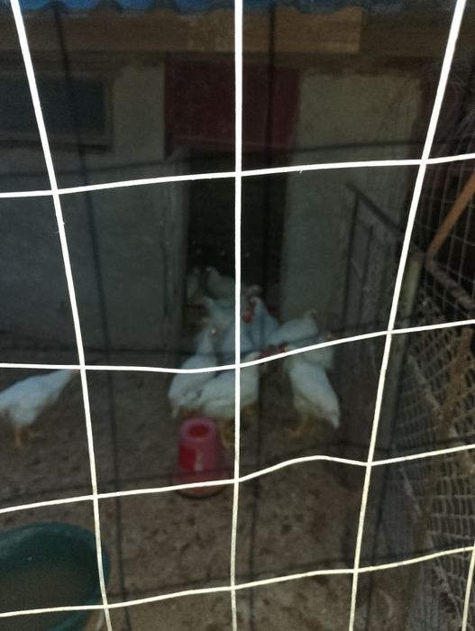 Vând pui pentru sacrificat