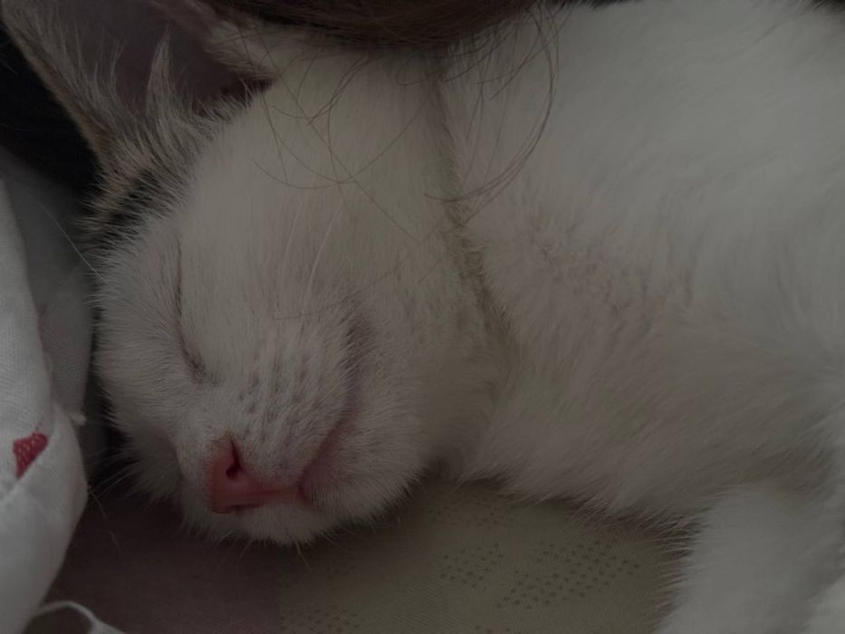 Отдадим котенка в добрые надежные руки!
