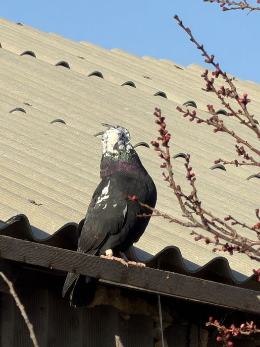 Голубы Гулсар Продам