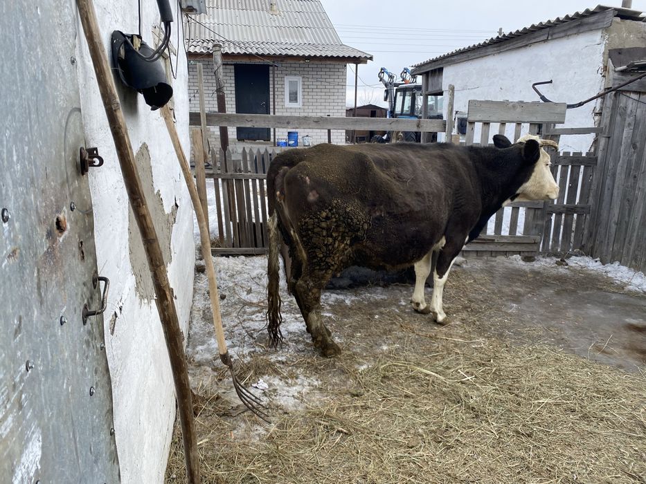 Продам корову дойную
