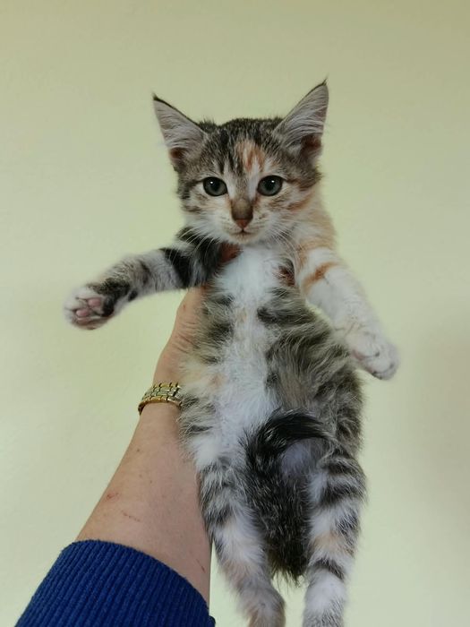 Котёнок девочка в добрые ручки