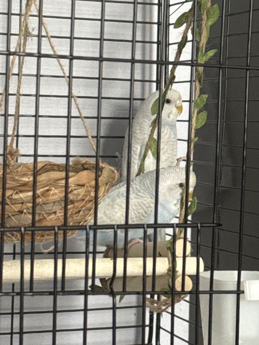Волнистые попугаи с клетками