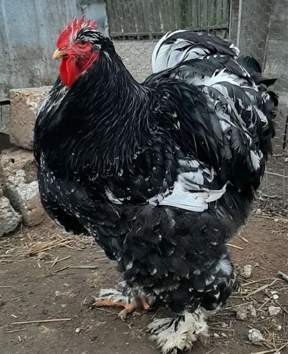 Разплодни яйца от Кохин