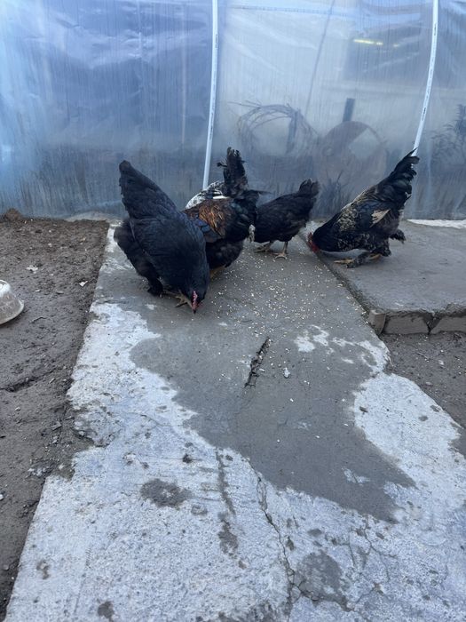 Уй товук,хурозлари сотилади