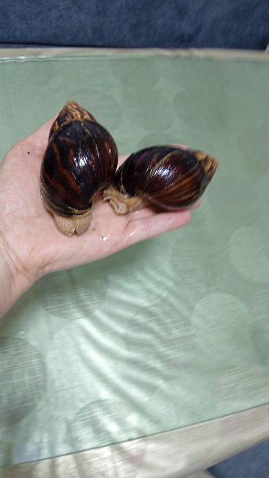 Продам улиток Ахатин
