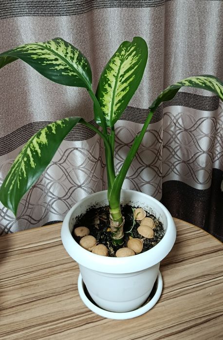 Продам диффенбахии