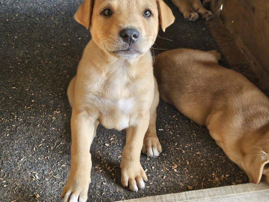 Adopții catei -donații