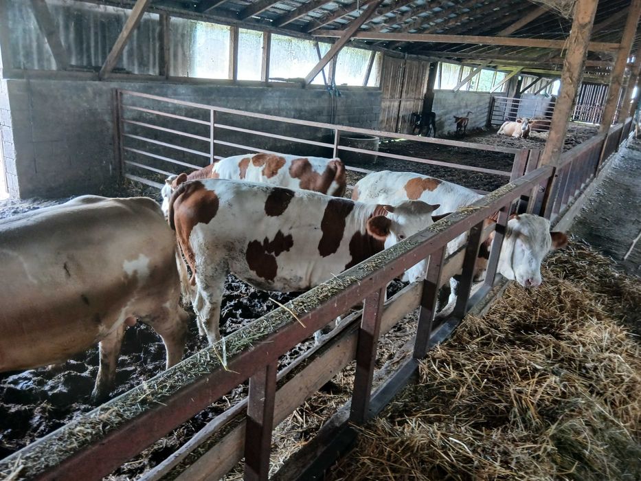 Animale domestice