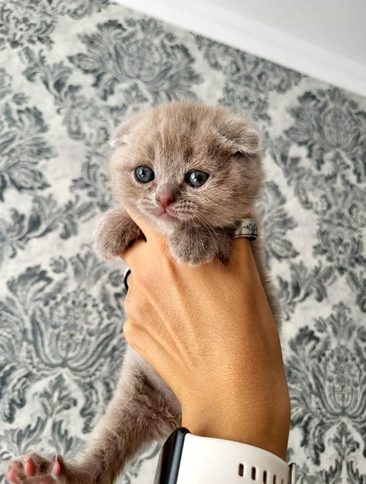 Котята Шотландской Породы.