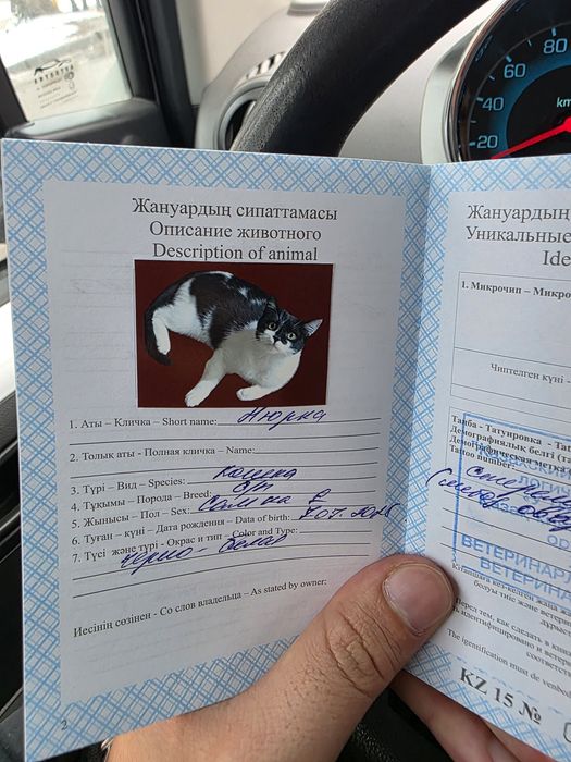 Кошку в хорошие руки