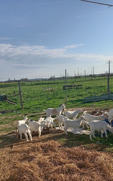 Vând iezi și iede sannen