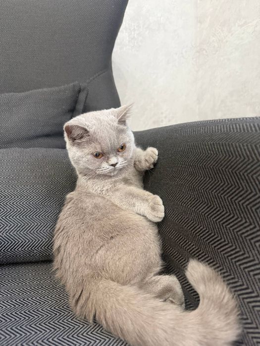 Кошка скоттиш страйт
