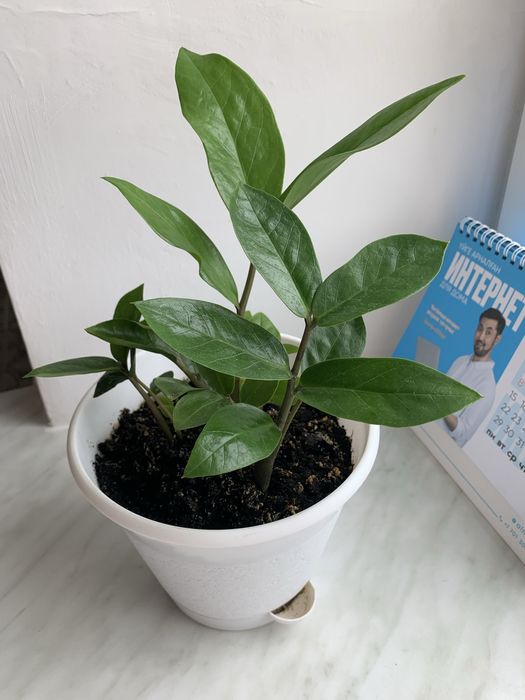 Домашние цветы разные