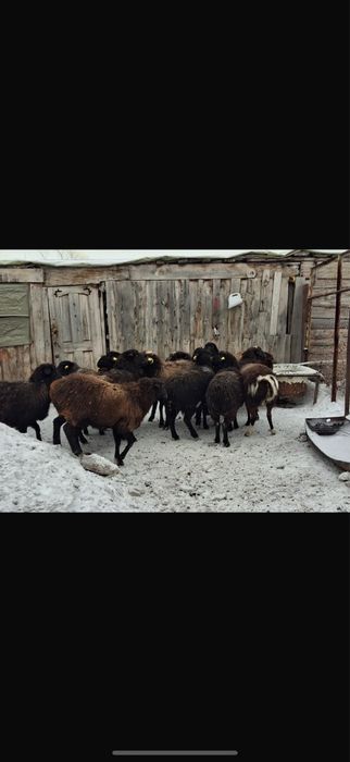 Токты кой сатылады