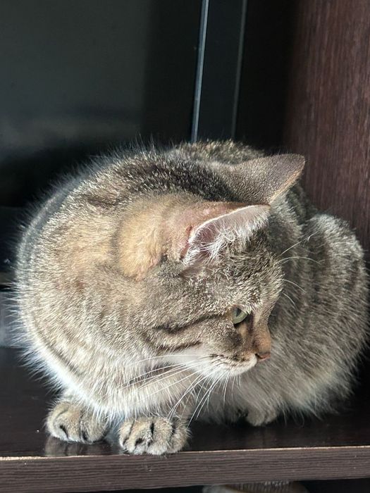 Ищем дом для кошечки
