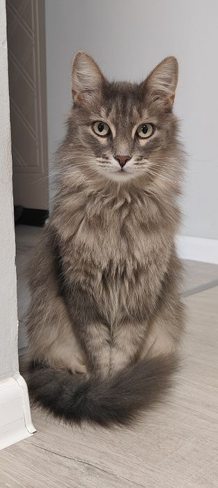 Кошечка в добрые руки