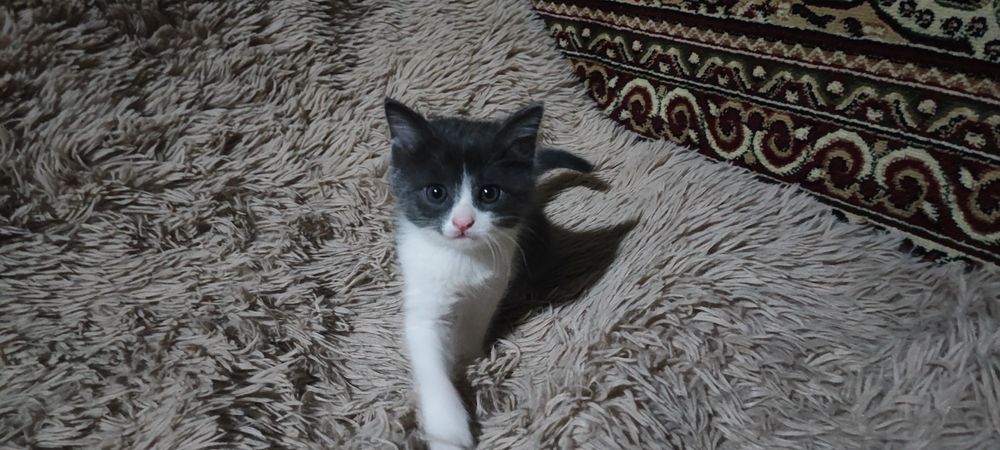 Продаются милые, ласковые котятки.