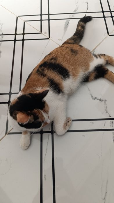 Отдам в хорошие руки кошку