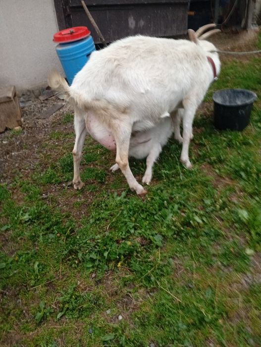 Capra sanen cu ied