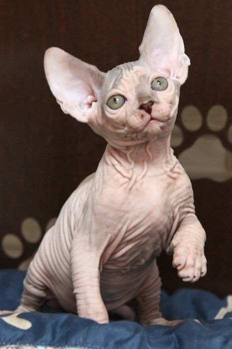 Канадский сфинкс. Котята