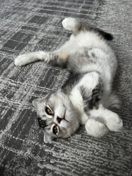 СКОТИШ ФОЛД! Мальчик ! Низкая цена