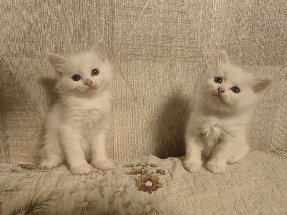 Котятки за шоколадку