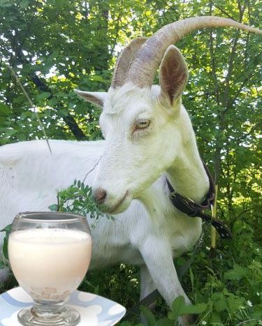 Ешкі сүті/Козье молоко
