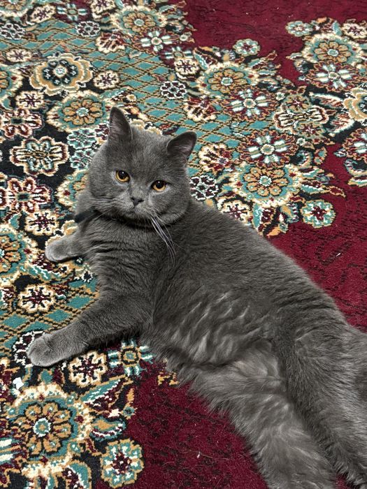 vyaska skotish strayt