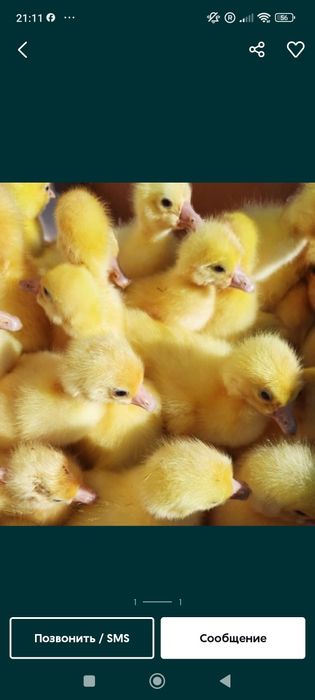 Гуси  гусята продажа