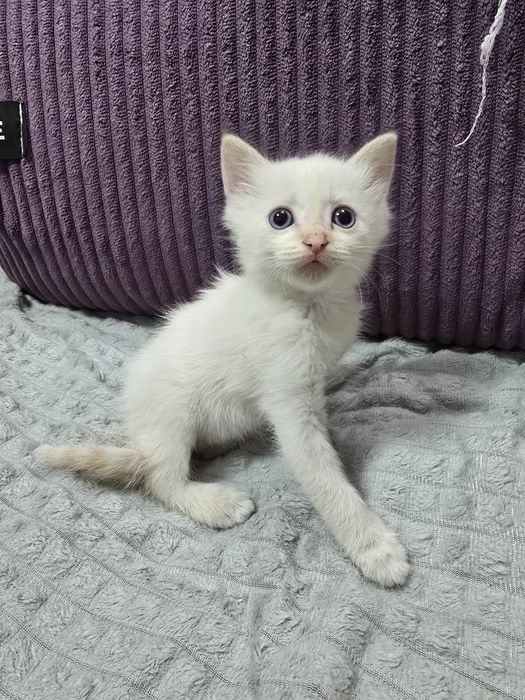 Отдам котят девочки,в добрые руки