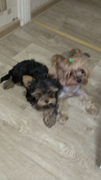 Йоркширские терьеры