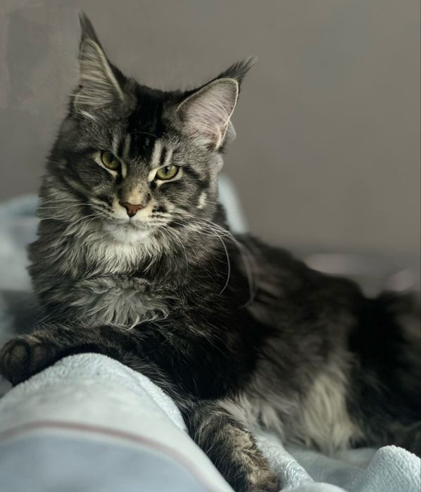 Мейн-Кун котята