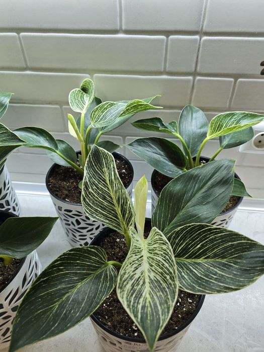 Биркин по низкой цене