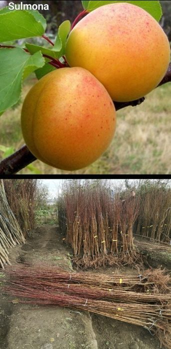 Visini-pomi fructiferi